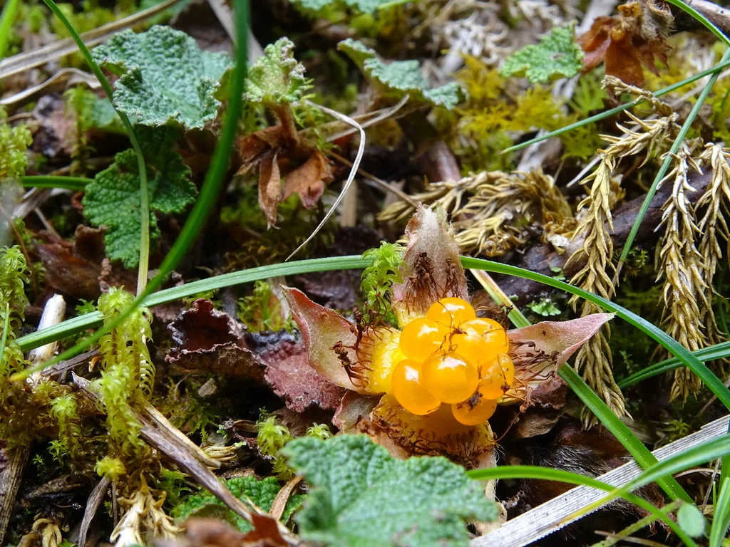Rubus Pentalobus