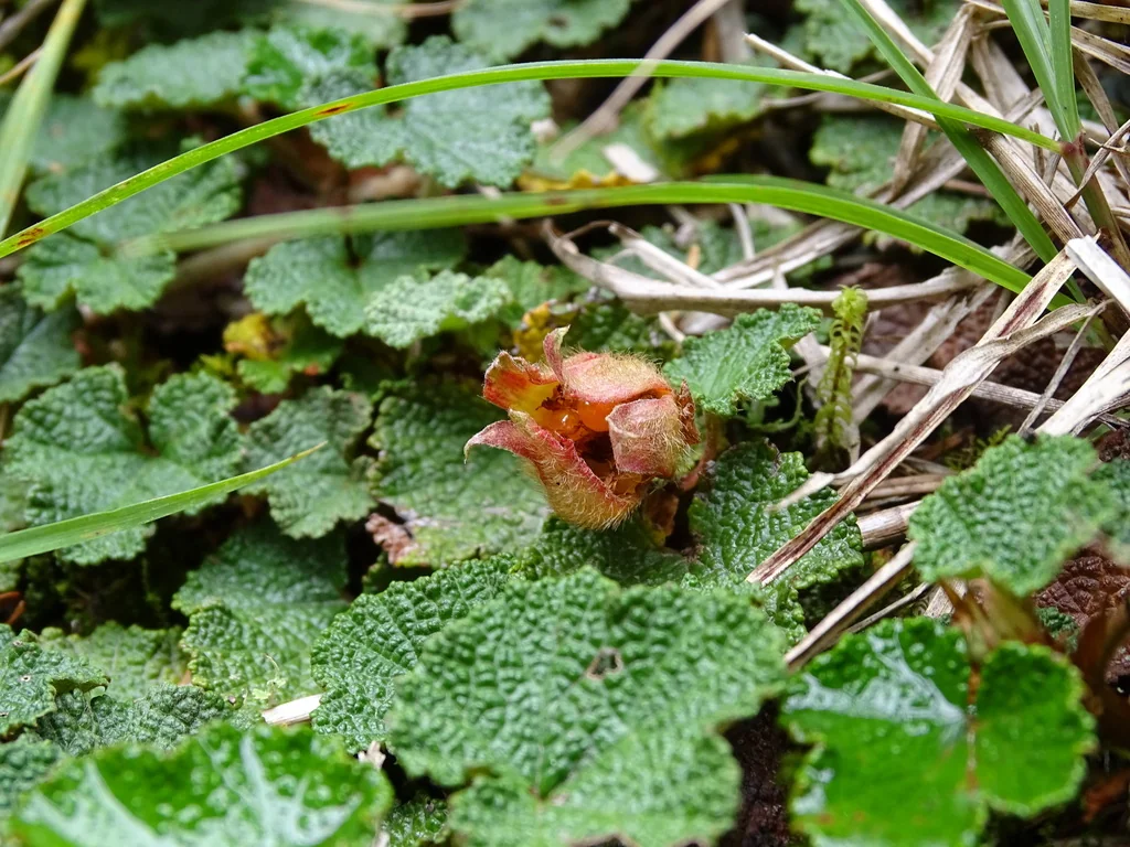 Rubus Pentalobus