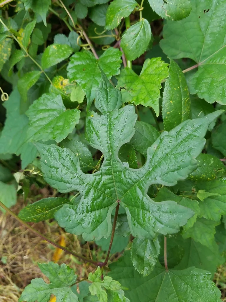 Ampelopsis Brevipedunculata