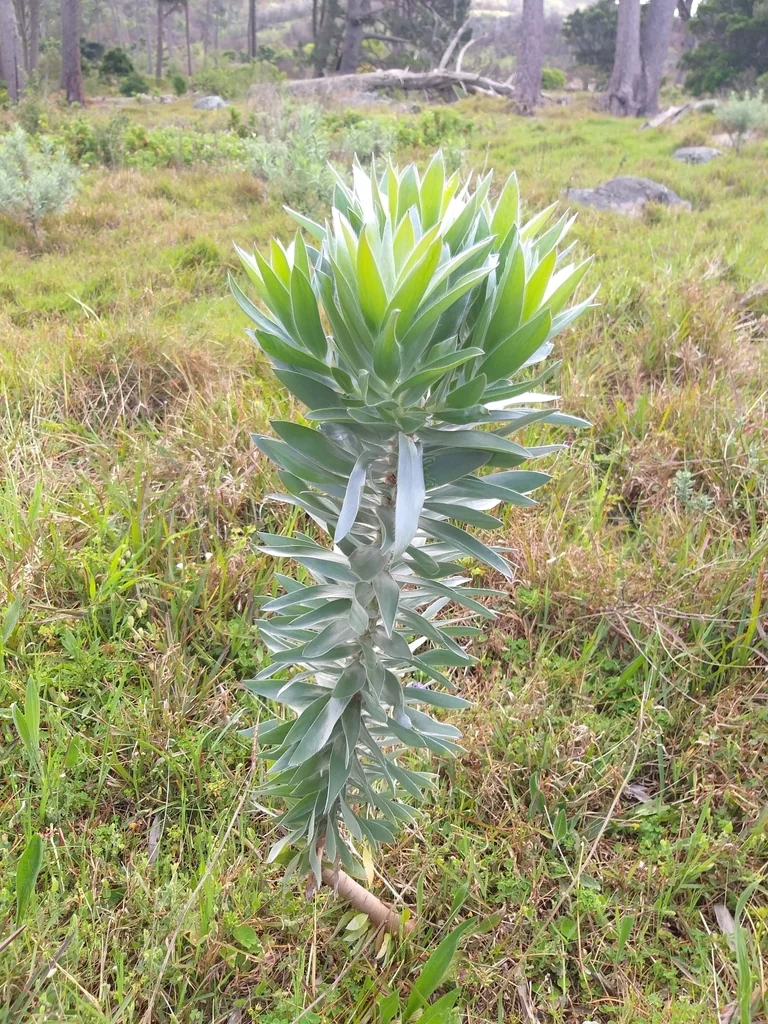 Leucadendron Argenteum