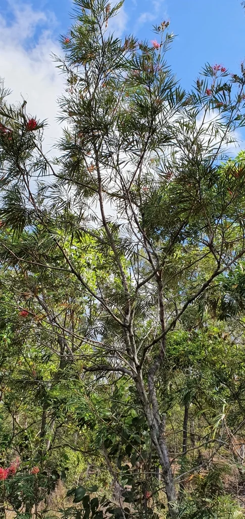 Grevillea Banksii