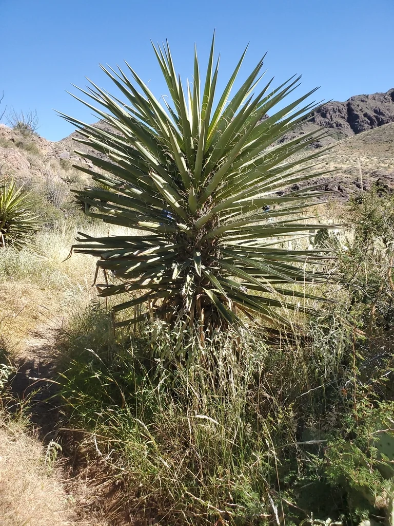 Yucca Faxoniana