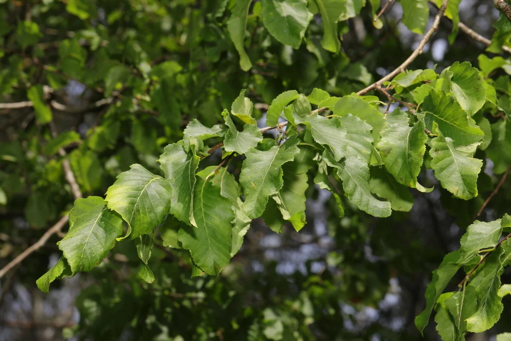 Corylus Colurna