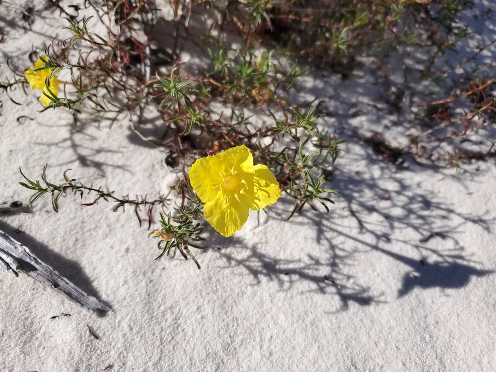 Calylophus Hartwegii