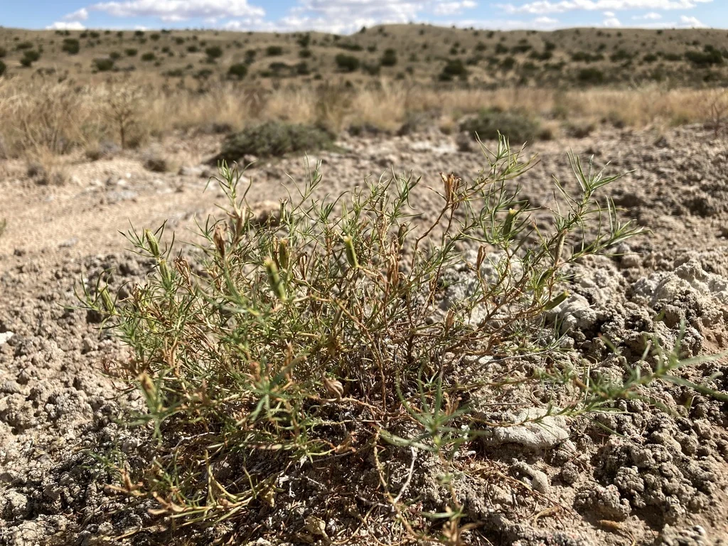 Calylophus Hartwegii