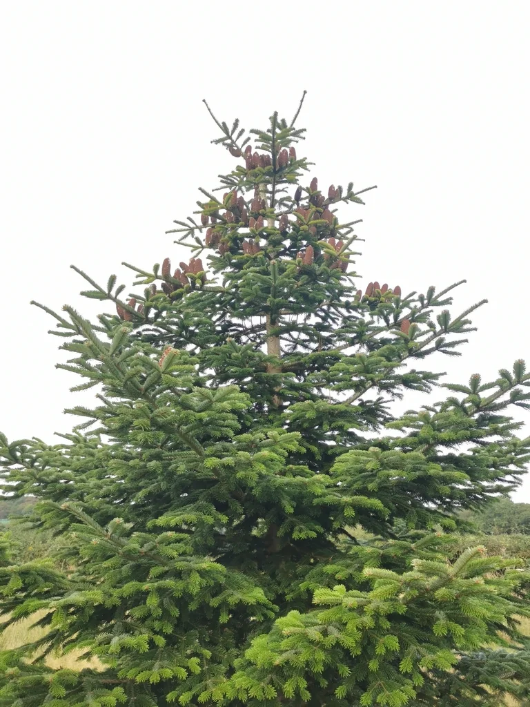 Abies Nordmanniana