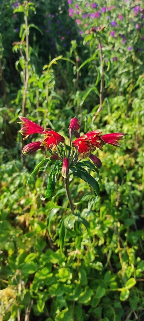 Alstroemeria Psittacina