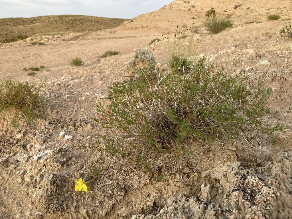 Calylophus Hartwegii
