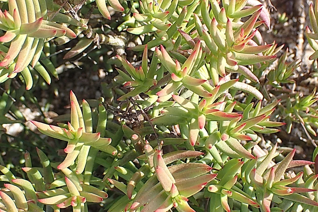 Crassula Tetragona