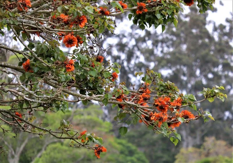 Erythrina Caffra