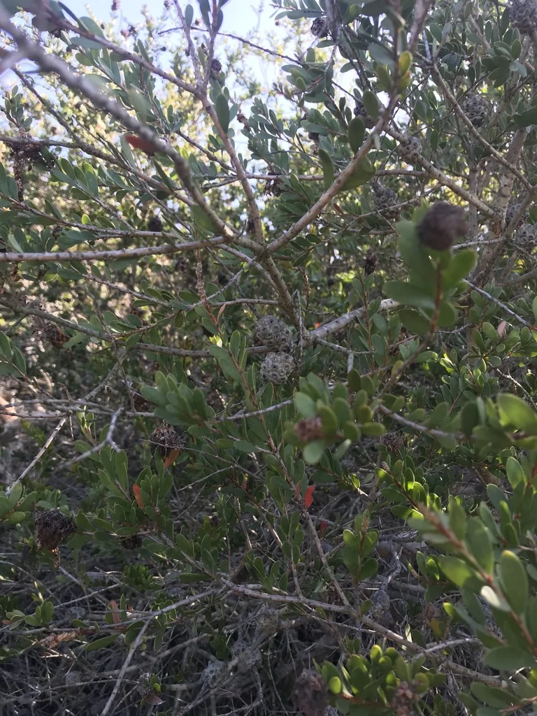 Melaleuca Nesophila