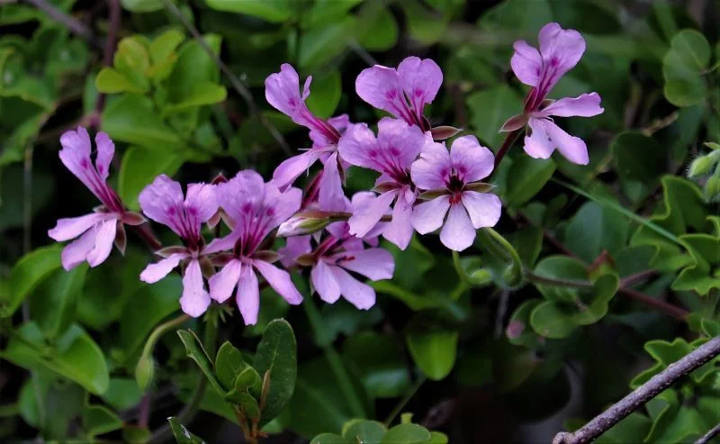 Pelargonium Peltatum