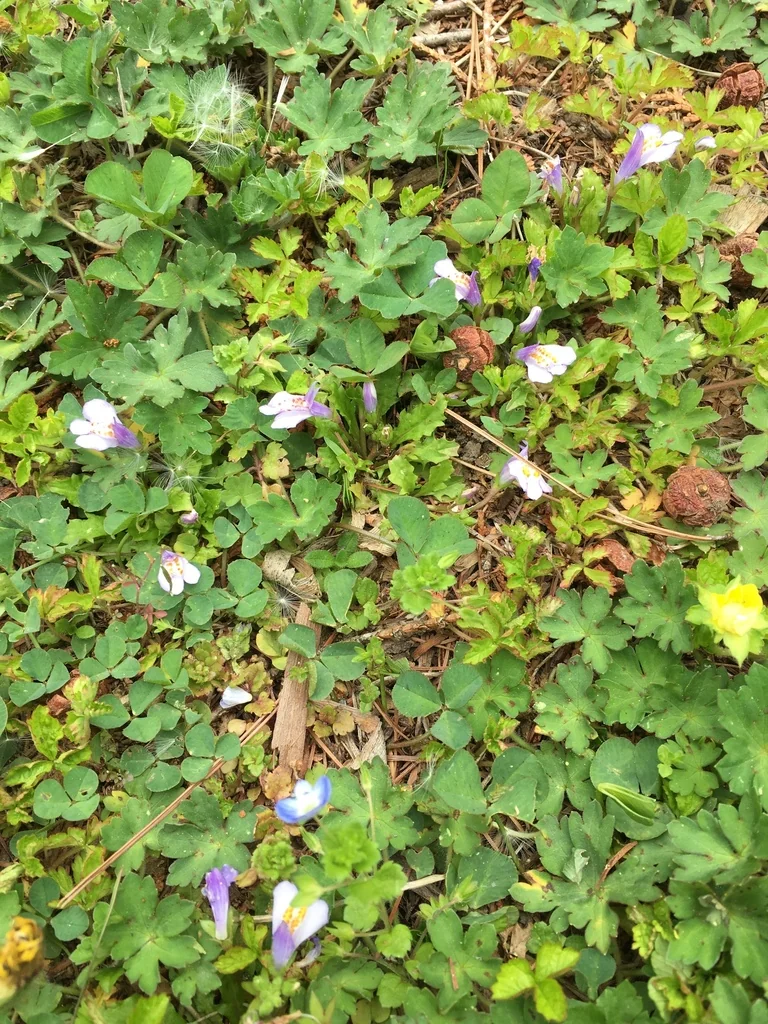 Mazus Reptans