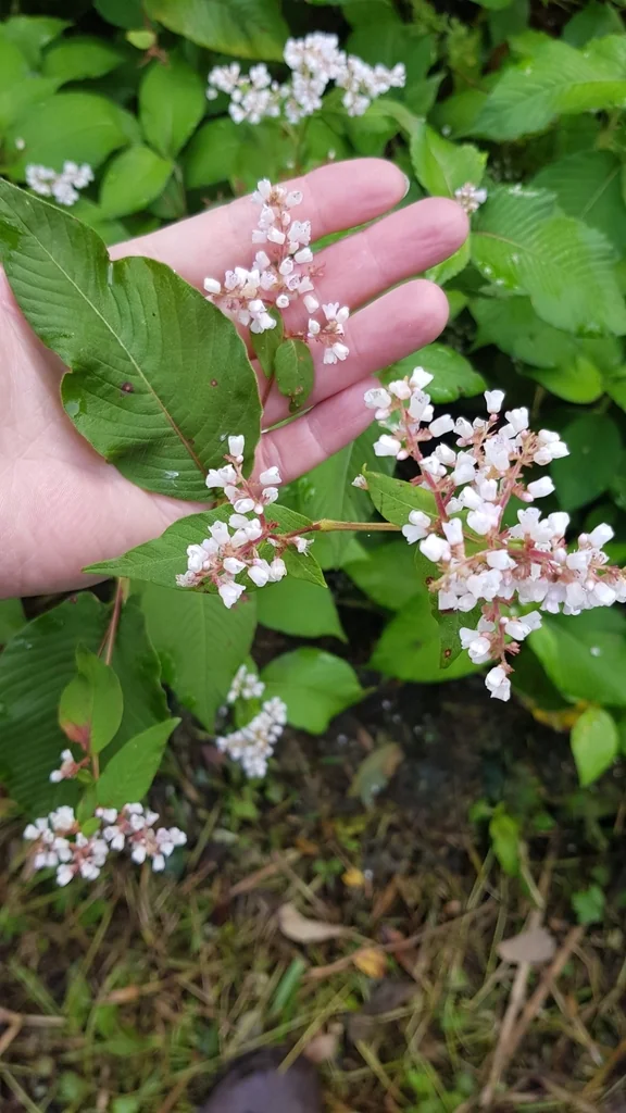 Persicaria Campanulata