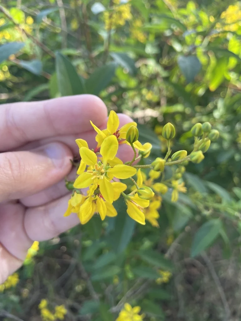 Galphimia Gracilis