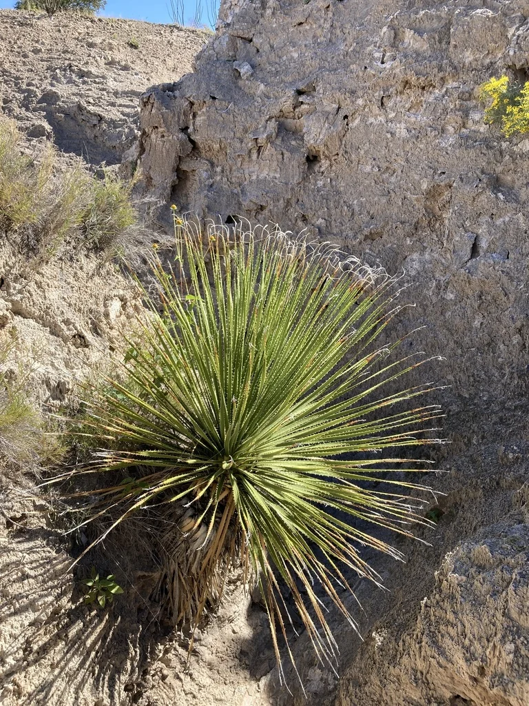 Dasylirion Leiophyllum