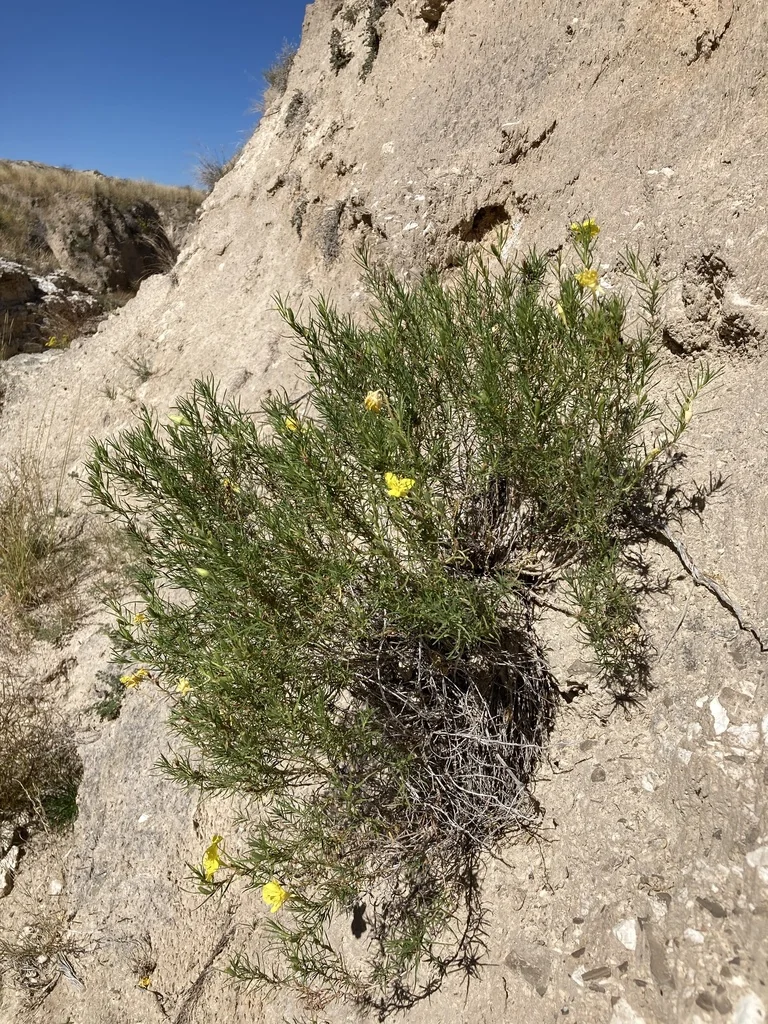 Calylophus Hartwegii