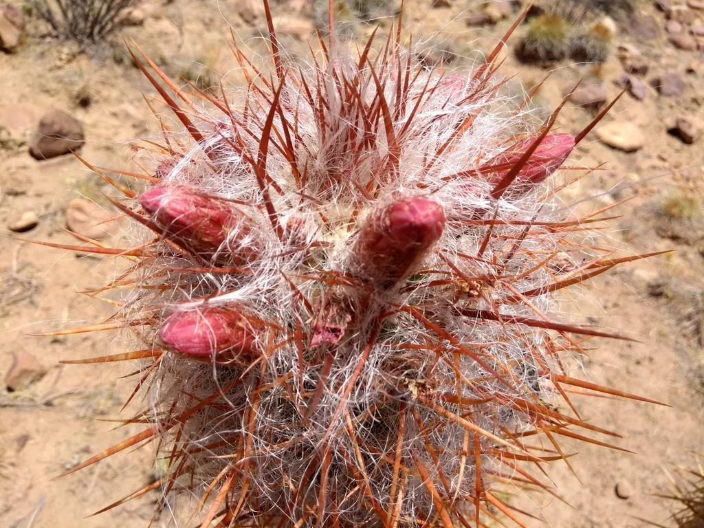 Oreocereus Celsianus