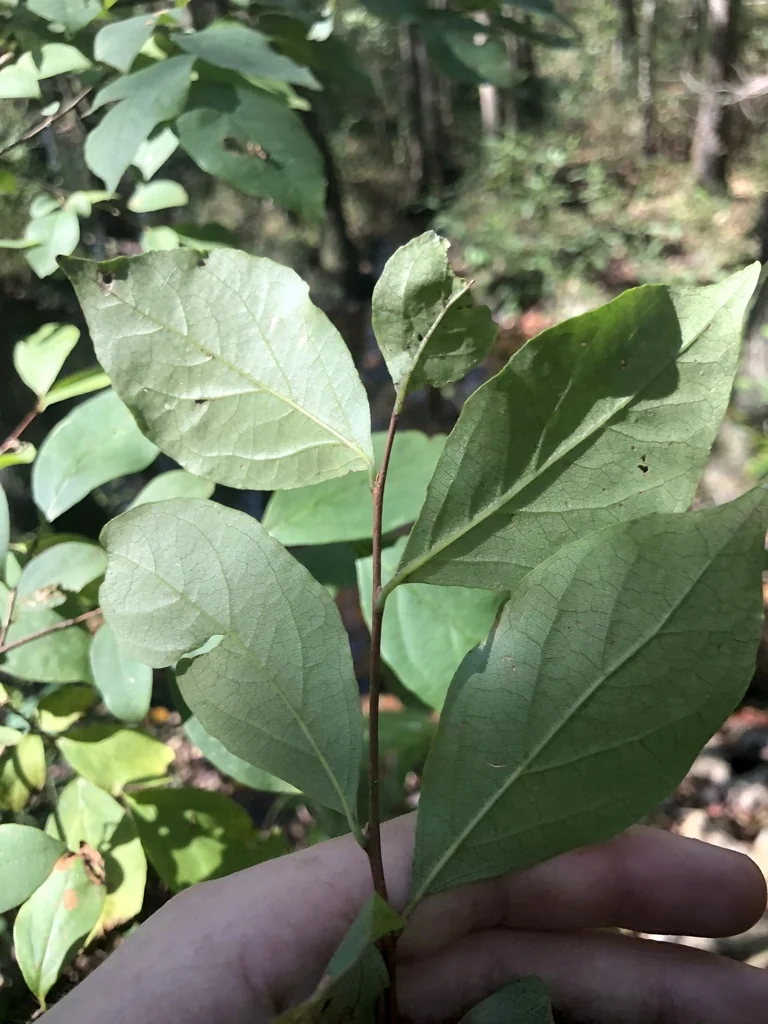 Styrax Americanus