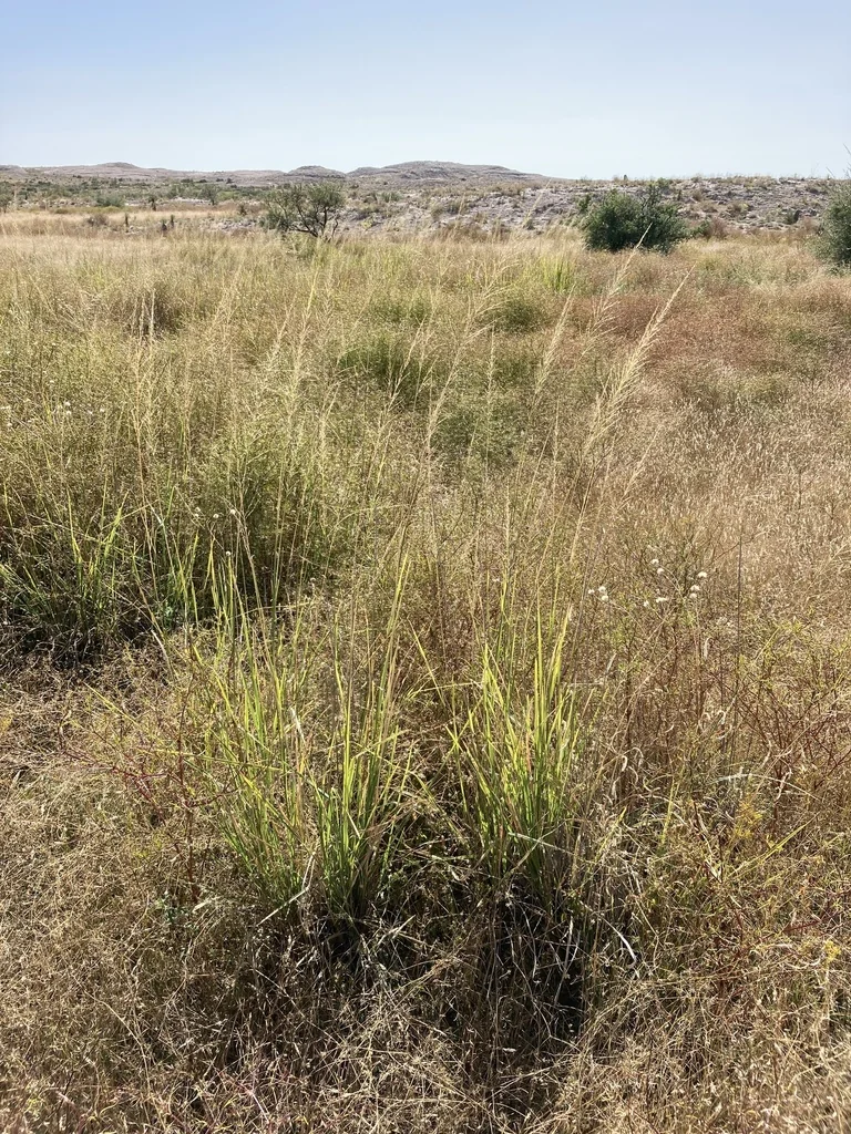 Sporobolus Wrightii
