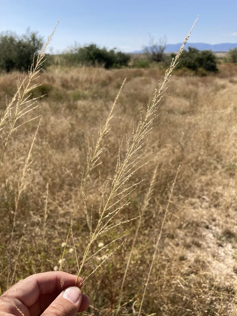 Sporobolus Wrightii