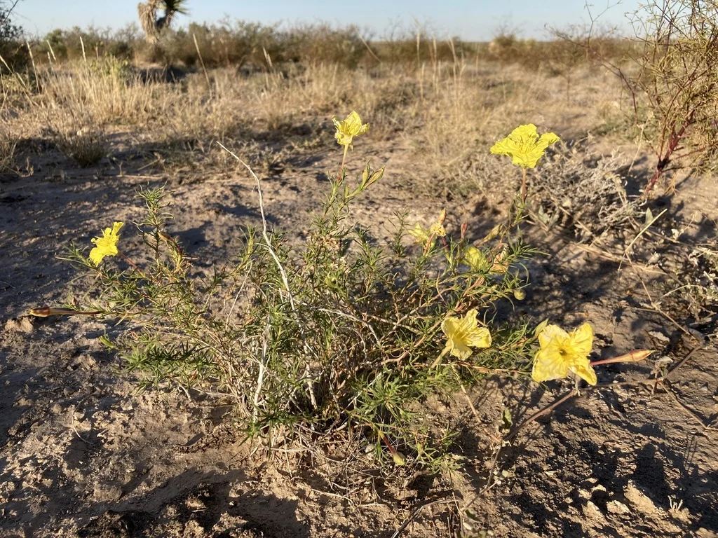 Calylophus Hartwegii
