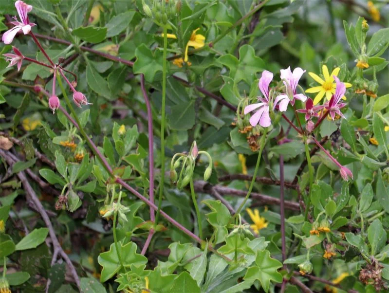 Pelargonium Peltatum