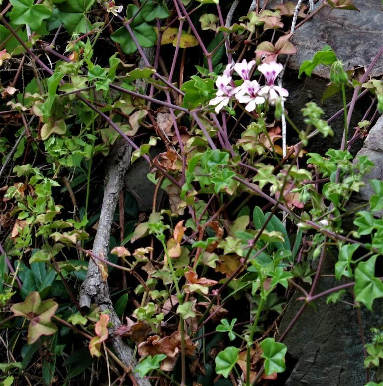 Pelargonium Peltatum
