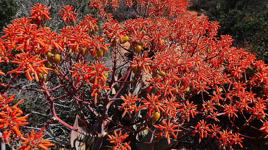 Aloe Striata