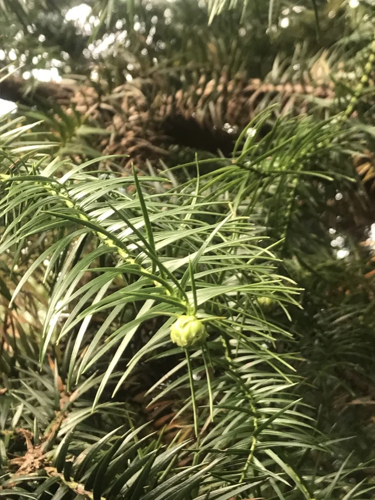 Cunninghamia Lanceolata
