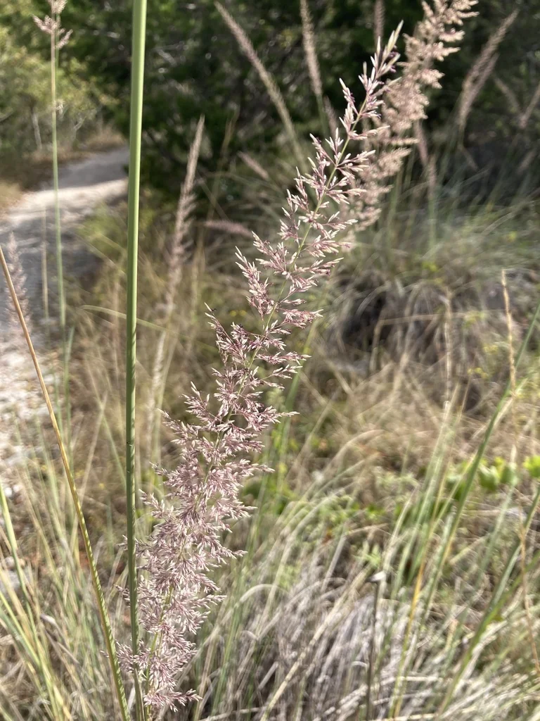Muhlenbergia Lindheimeri