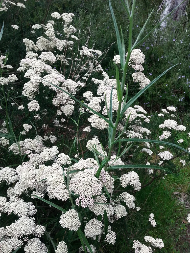 Ozothamnus Diosmifolius
