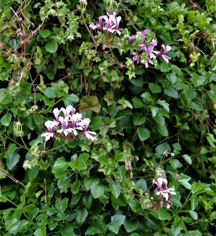 Pelargonium Peltatum