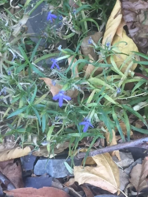Lobelia Dunnii