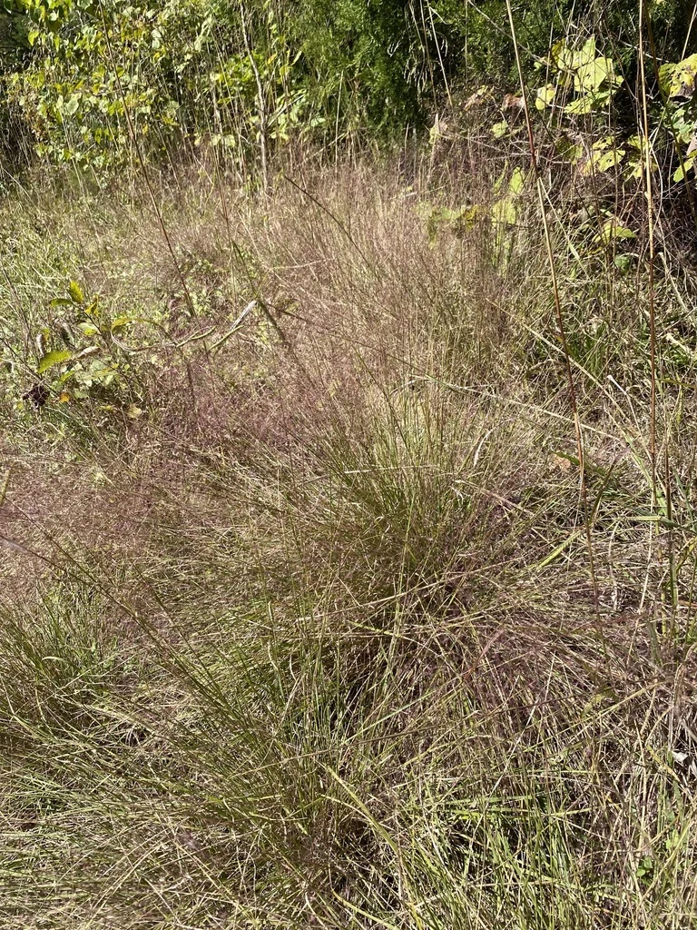 Muhlenbergia capillaris