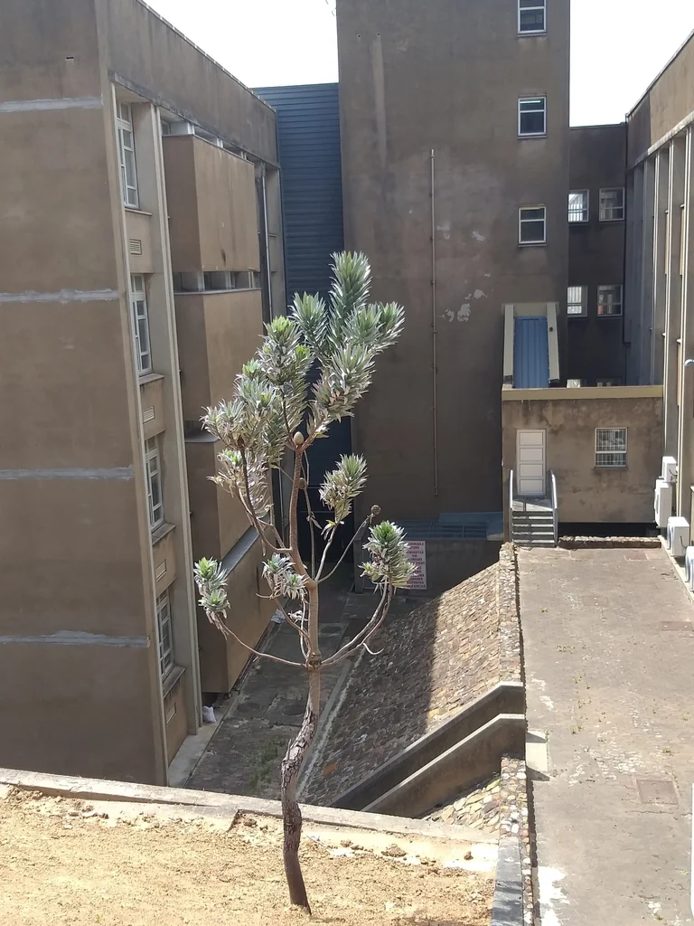 Leucadendron Argenteum