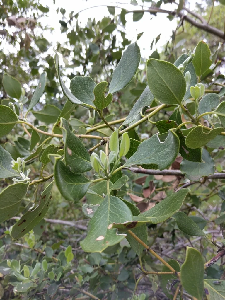 Garrya Fremontii