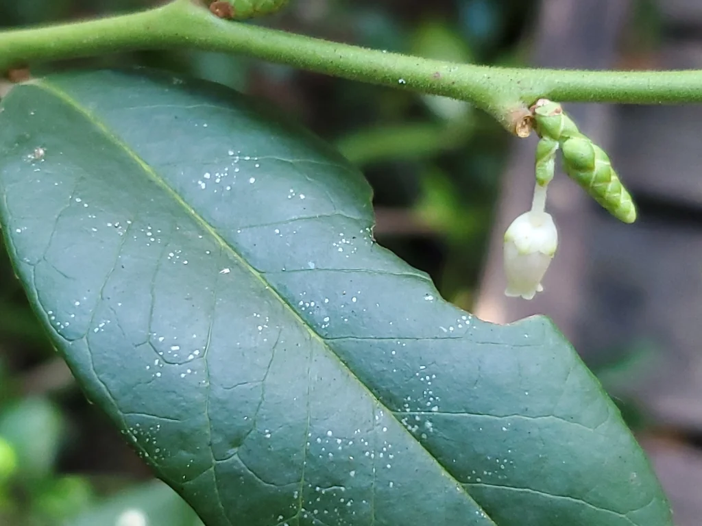 Leucothoe axillaris
