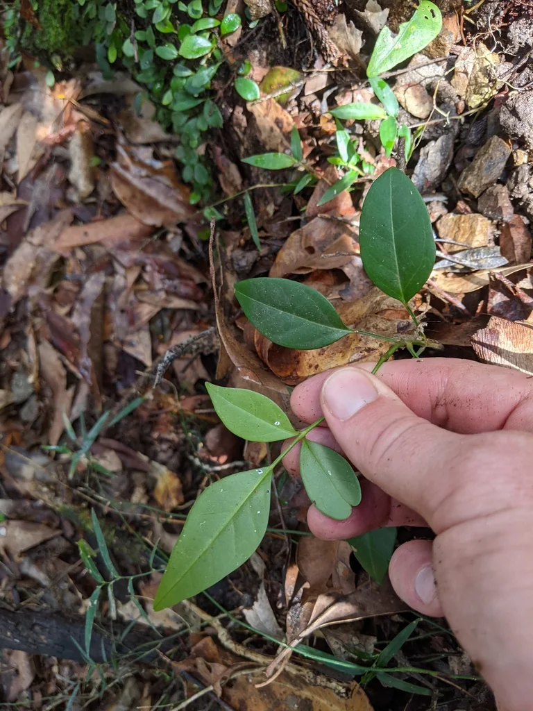 Pandorea Jasminoides