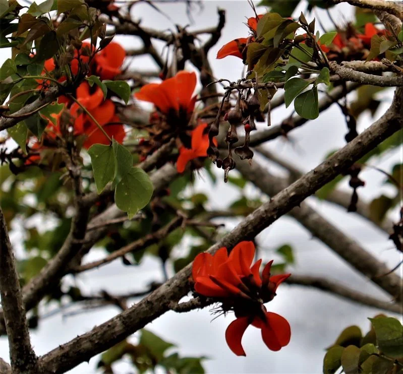 Erythrina Caffra