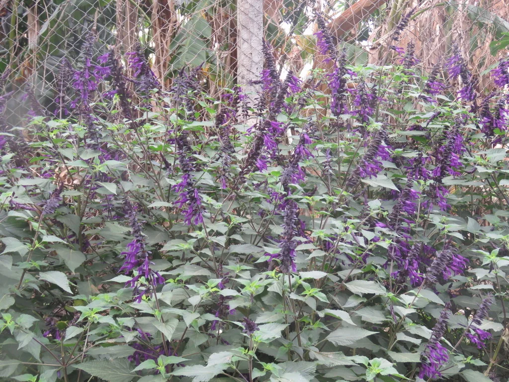 Salvia Guaranitica