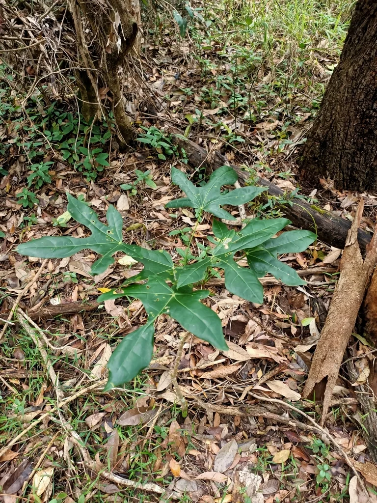 Brachychiton Acerifolius