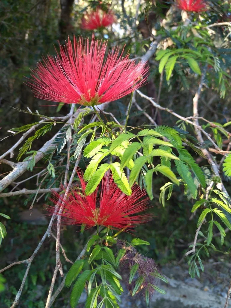 Calliandra Tweedii