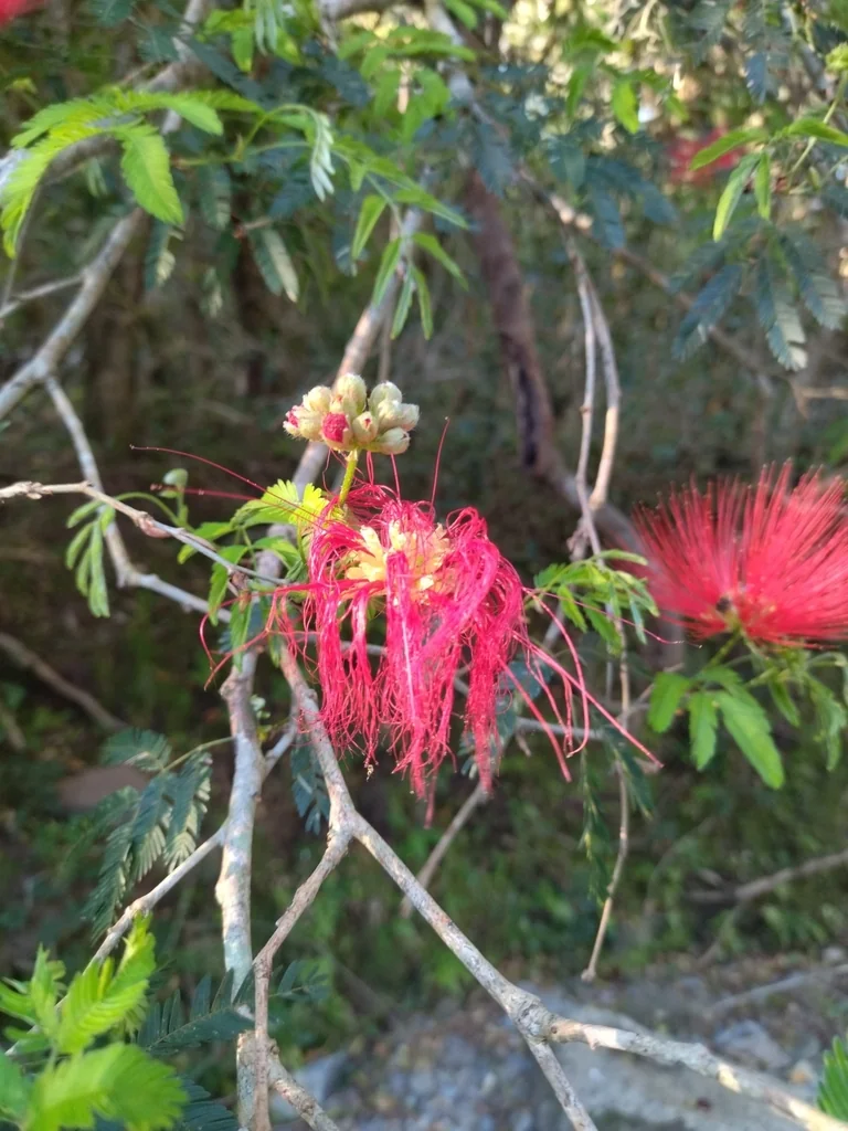 Calliandra Tweedii