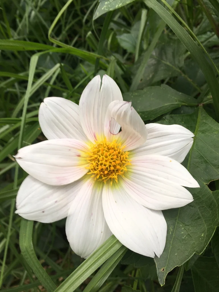 Dahlia Imperialis