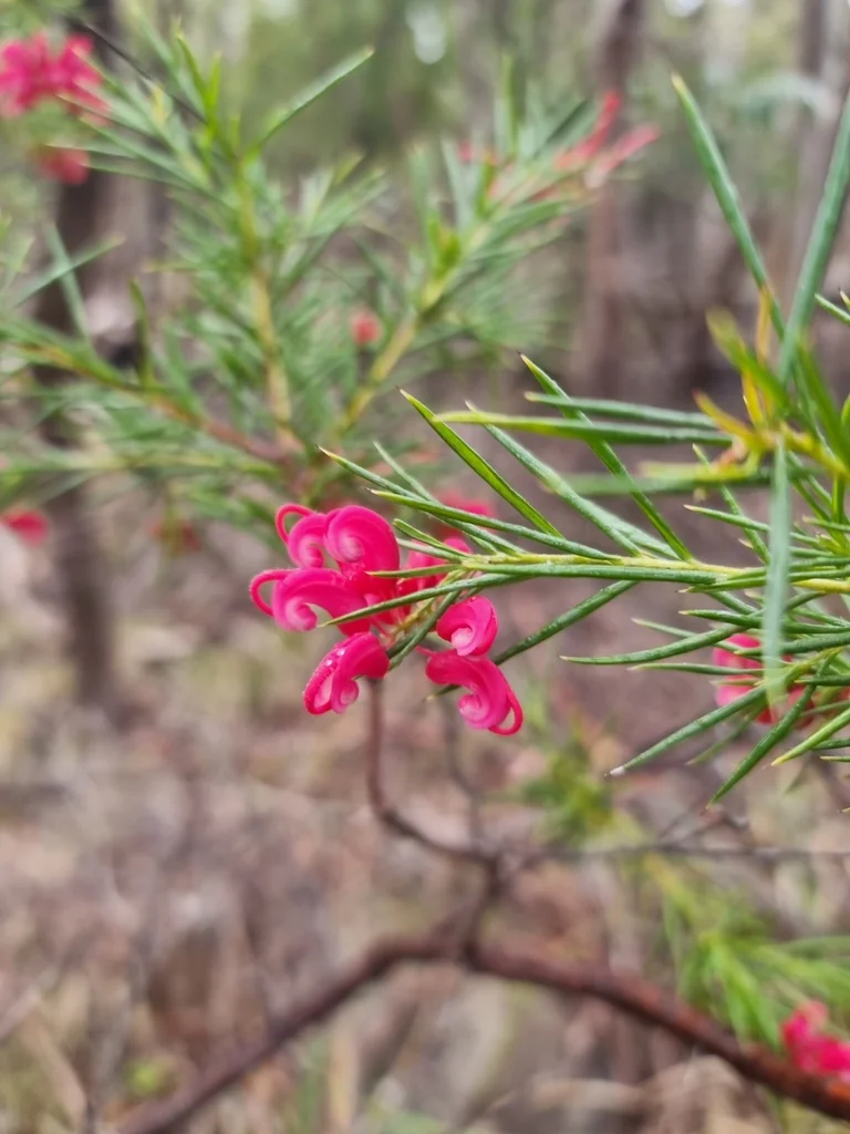 Grevillea Rosmarinifolia