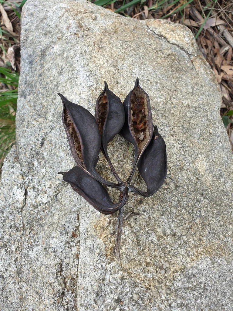 Brachychiton Populneus