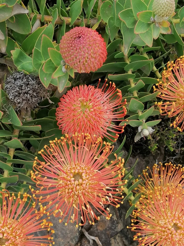 Leucospermum Cordifolium