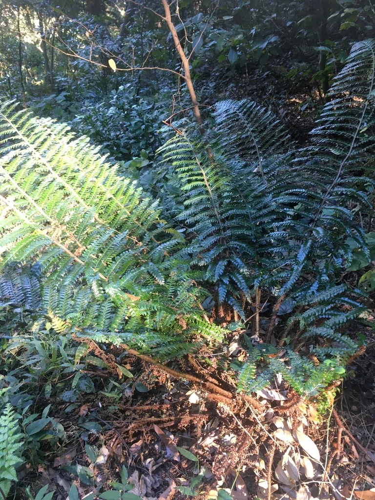 Polystichum Polyblepharum