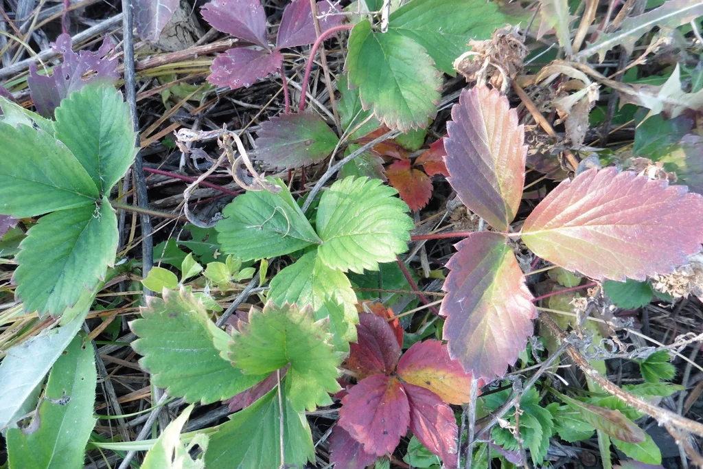 Fragaria ananassa